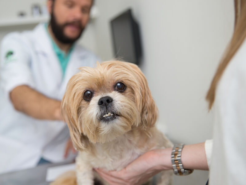 Saiba Quais S O As Doen As Gastrointestinais Mais Comuns Em Pets