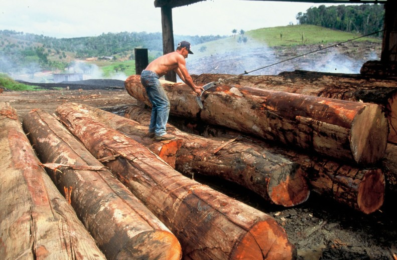 Pf Combate Extra O Ilegal De Madeira Nobre No Par Folha Pe