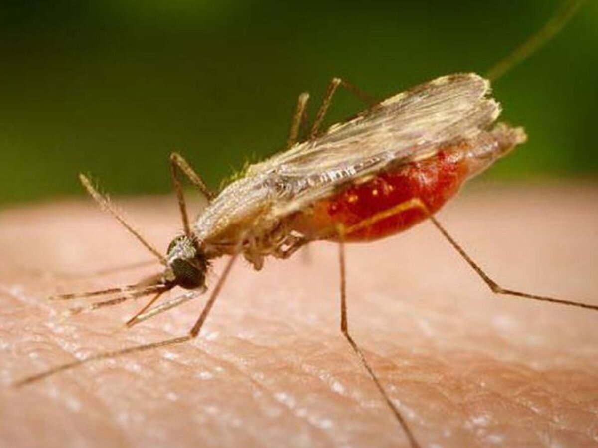 Mosquito Anopheles transmissor da malária