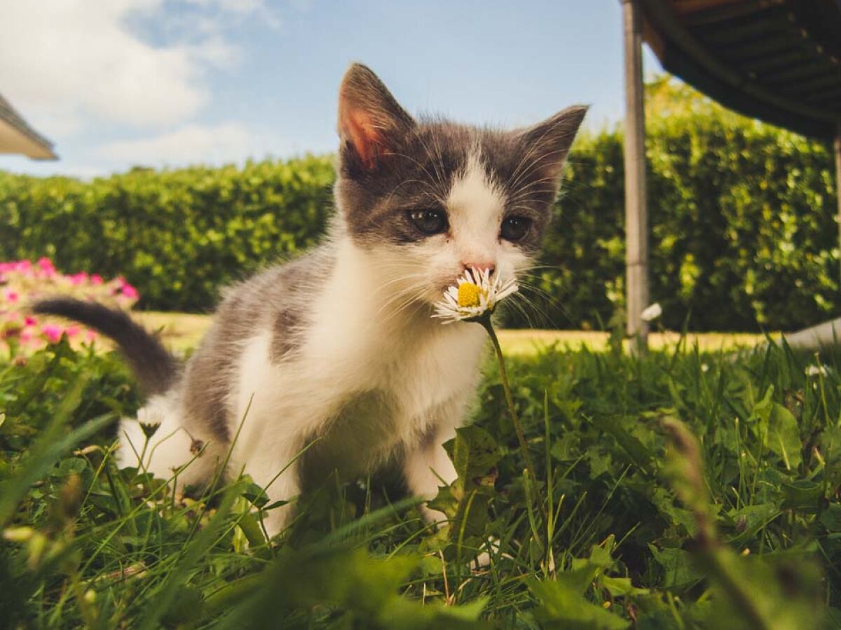 Em Tóquio, templo de gatos da sorte atrai instagramers de todo