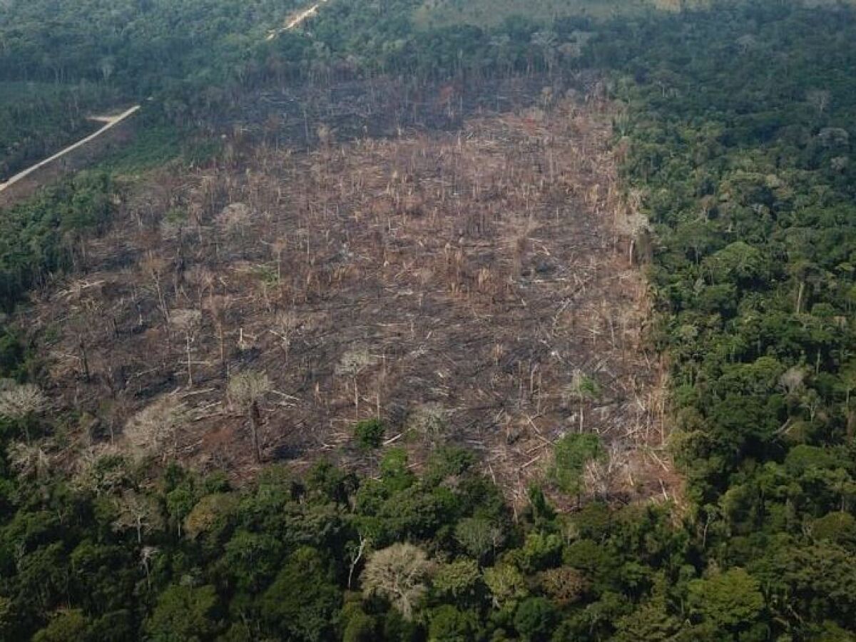 Brasil: O rei da conservação, o desmatamento para os anos 2000