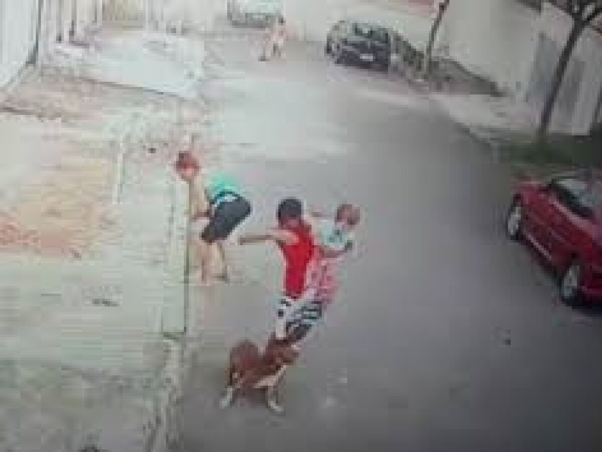 Jovem Salva Criança De Ataque De Pitbull No Rio - Folha PE