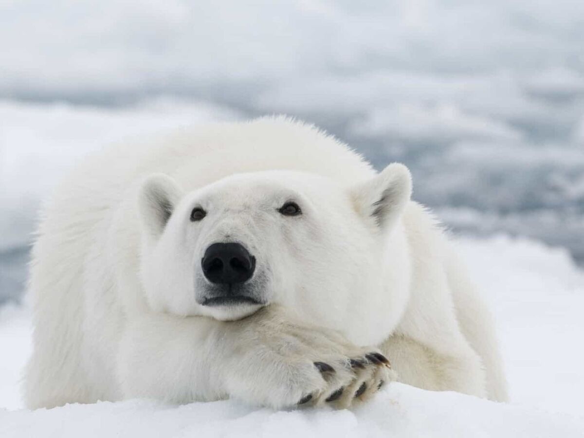 A Ursa Polar': Confira 5 curiosidades sobre os ursos polares antes