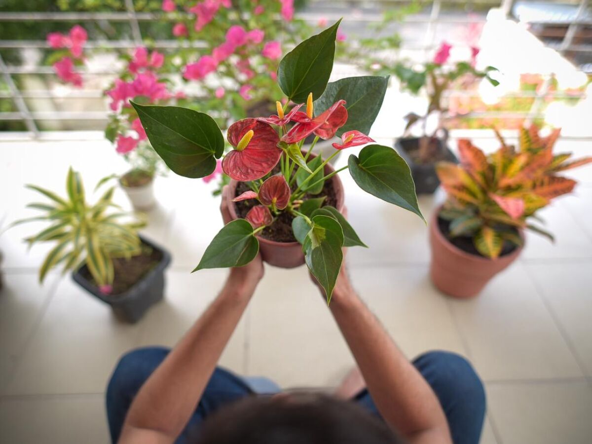 Pandemia e isolamento aumentam procura por cultivo de plantas em casa -  Folha dos Lagos