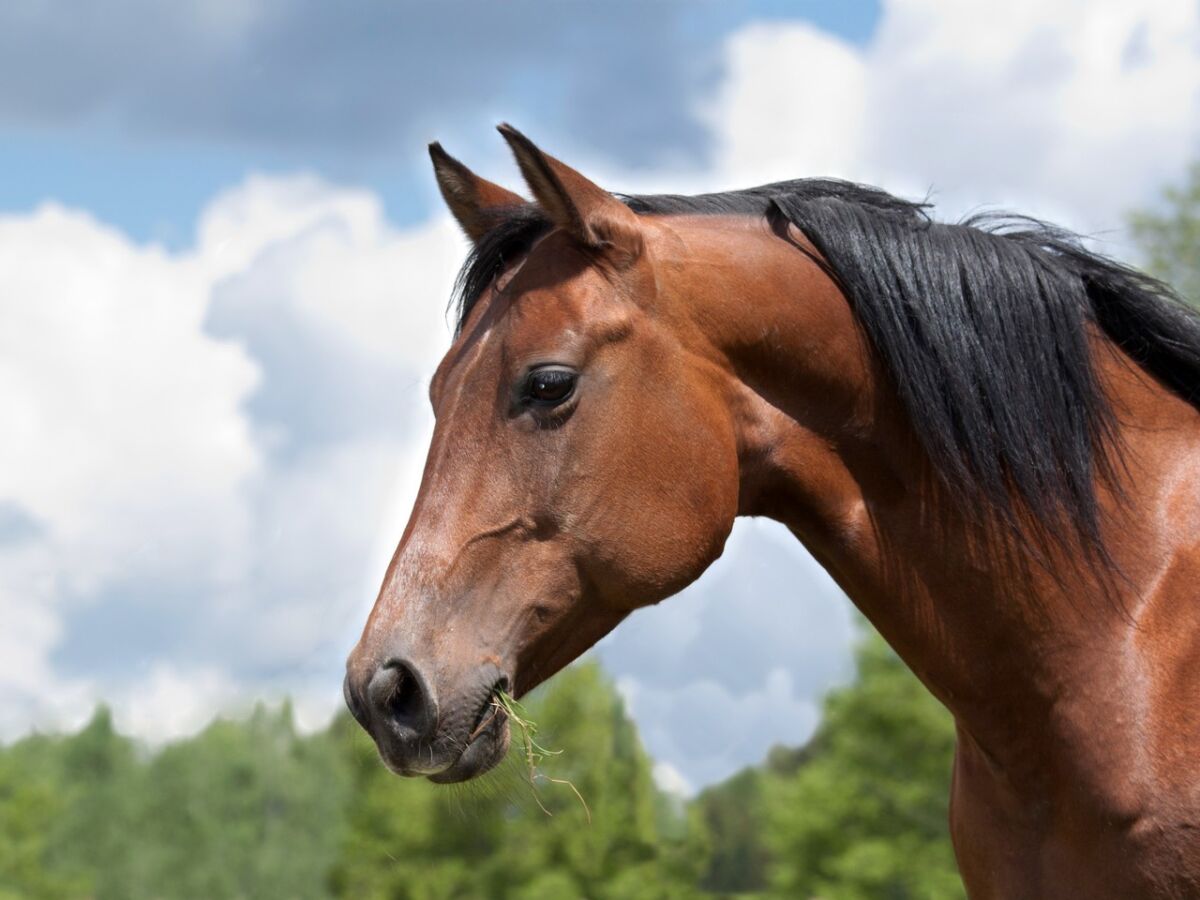 Surto viral mata cavalos na Europa e acende alerta entre criadores