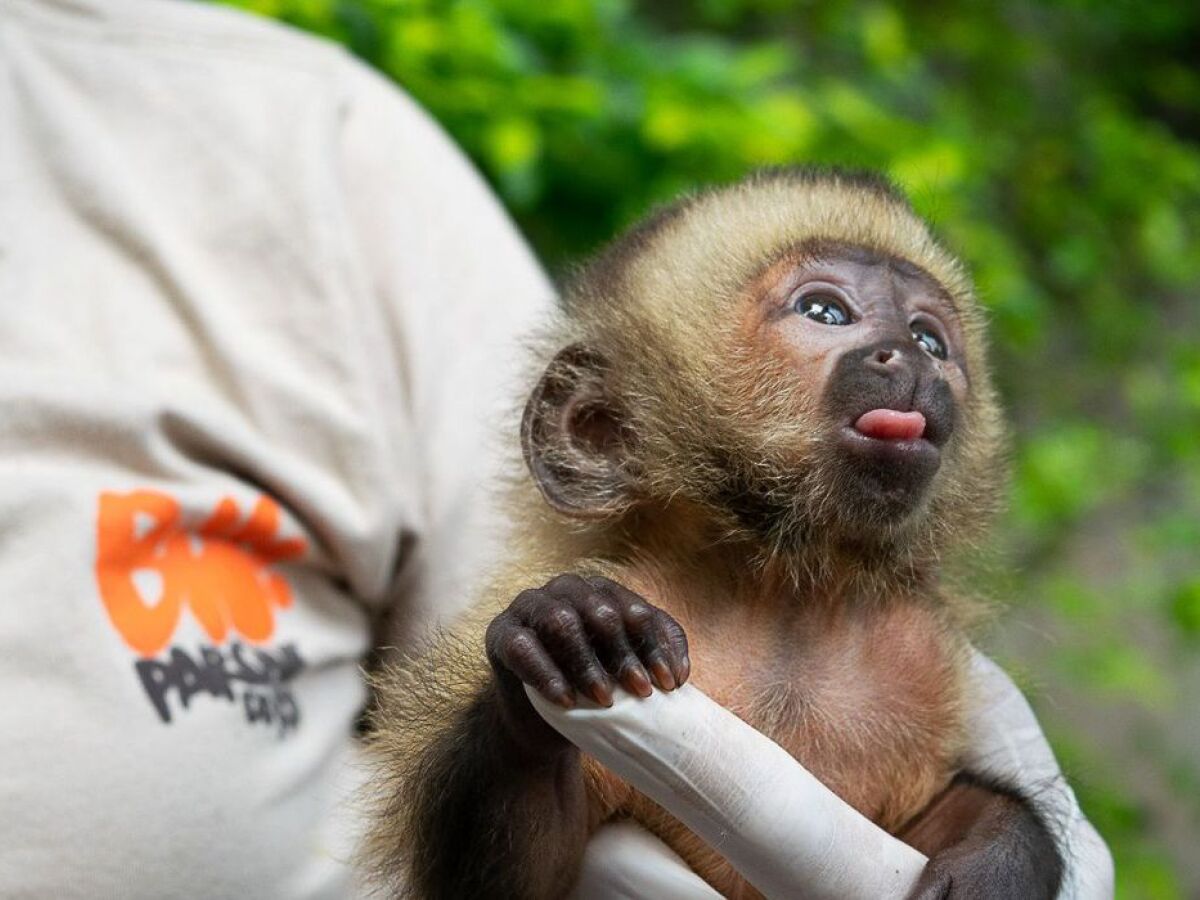 BioParque do Rio: Apadrinhamento do macaco-prego-do-peito-amarelo