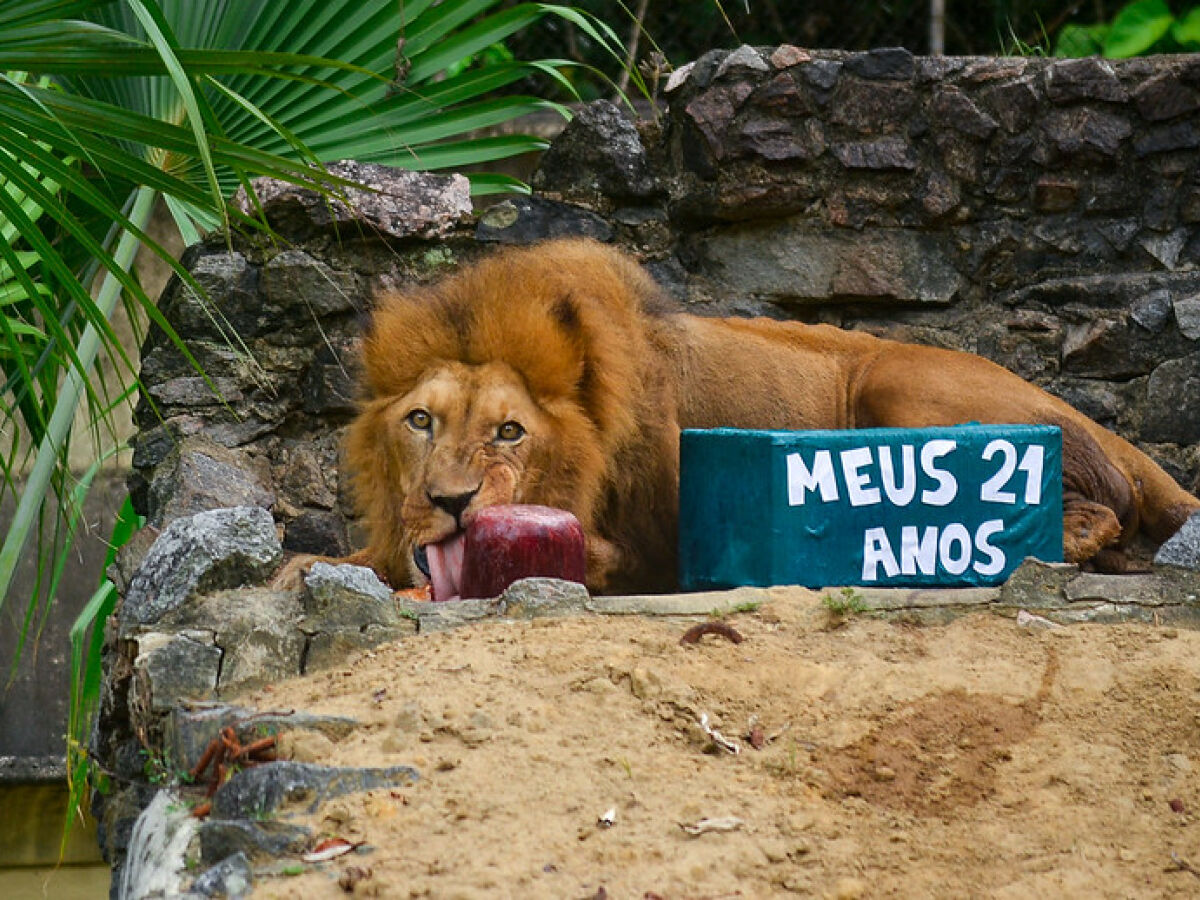 Léo, o leão do Parque Dois Irmãos, celebra 21 anos de idade - Folha PE