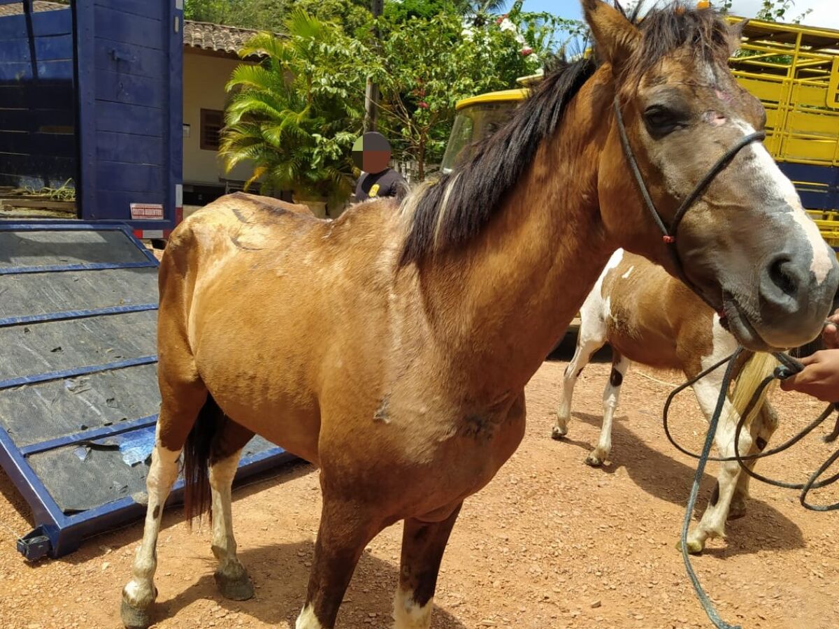 PRF recolhe 23 cavalos abandonados em rodovias do Recife e Zona da Mata de  Pernambuco - Folha PE