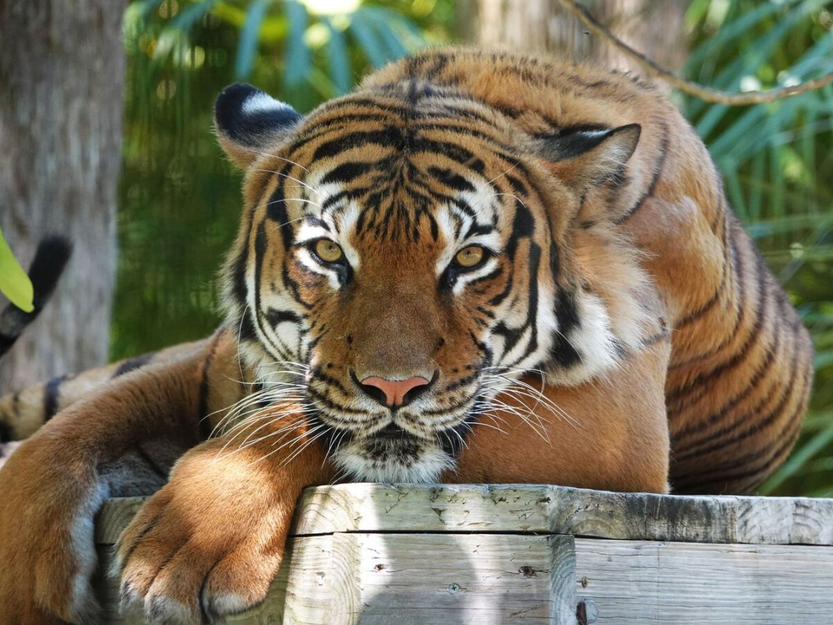 Funcionário de zoológico é mordido por tigre e morre de ataque cardíaco  horas depois - Hora 7 - R7 Hora 7