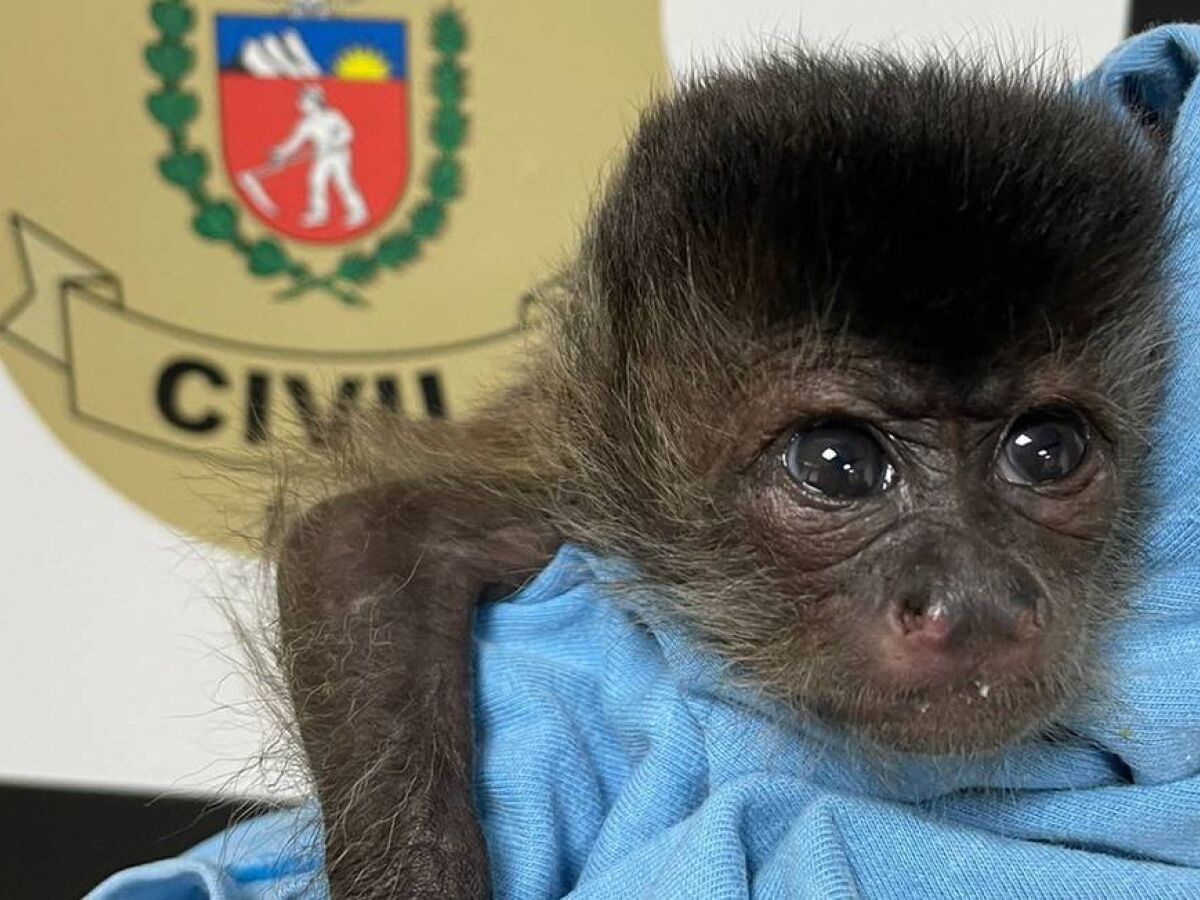 Polícia apreende filhote de macaco-prego que seria vendido, no