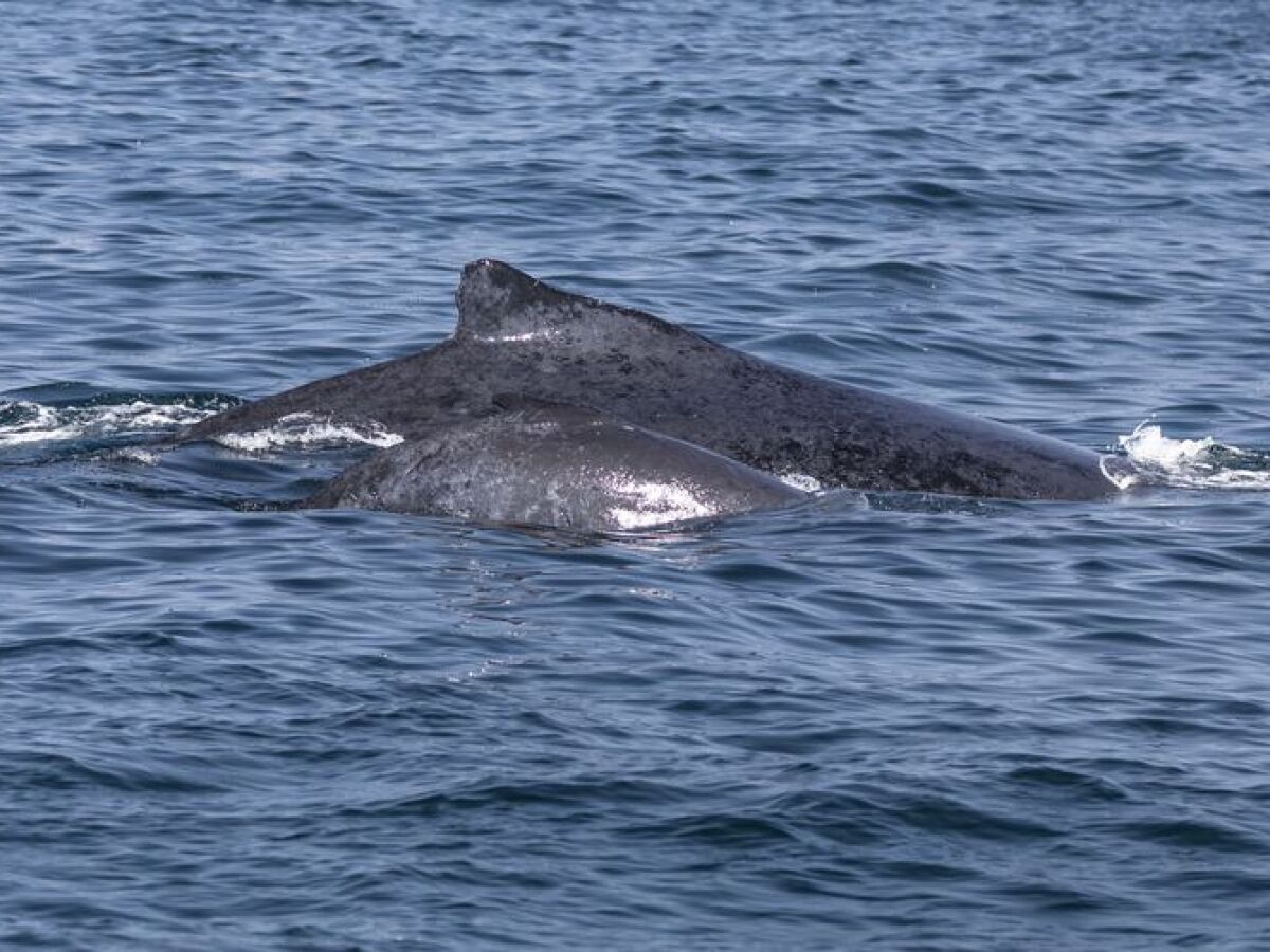 Beluga retirada do rio Sena morre durante tentativa de resgate