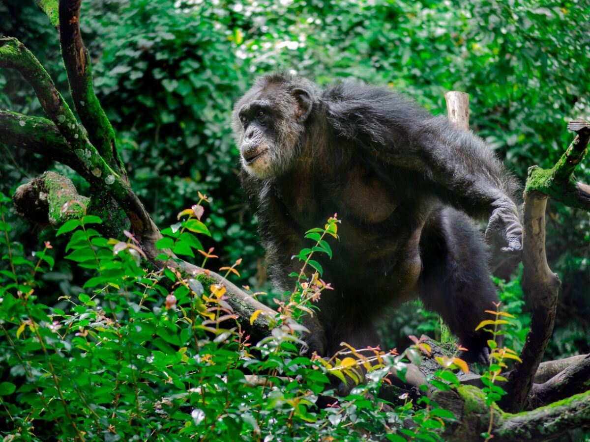 Parque Dois Irmãos acolhe 'Liz', uma bebê macaco de espécie