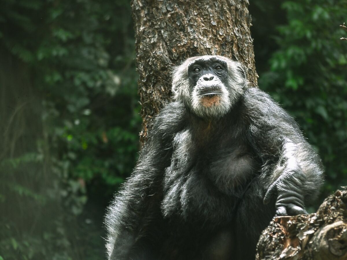 Parque Dois Irmãos acolhe 'Liz', uma bebê macaco de espécie