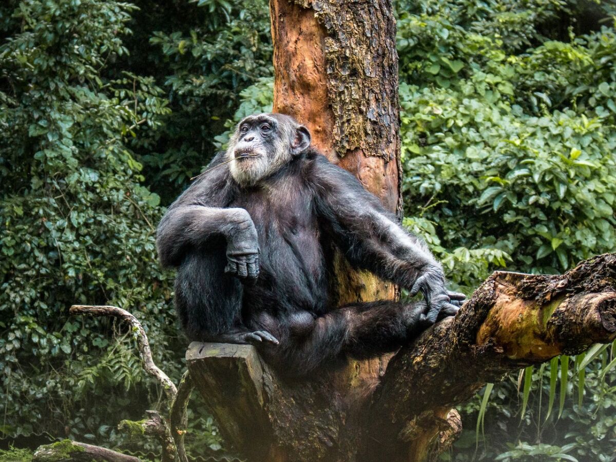 Parque Dois Irmãos acolhe 'Liz', uma bebê macaco de espécie