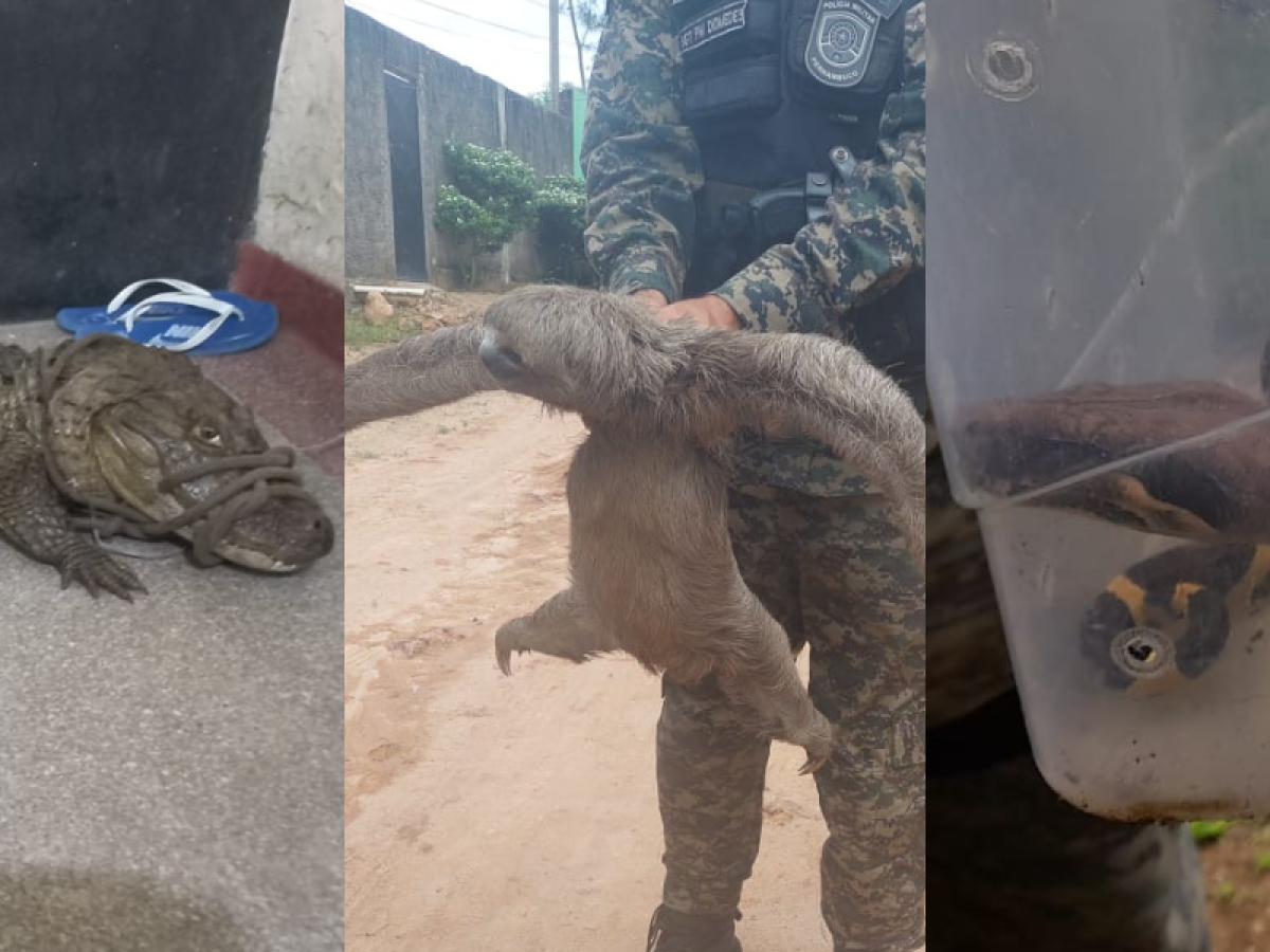 Os animais estavam em áreas residenciais no Recife e Região Metropolitana