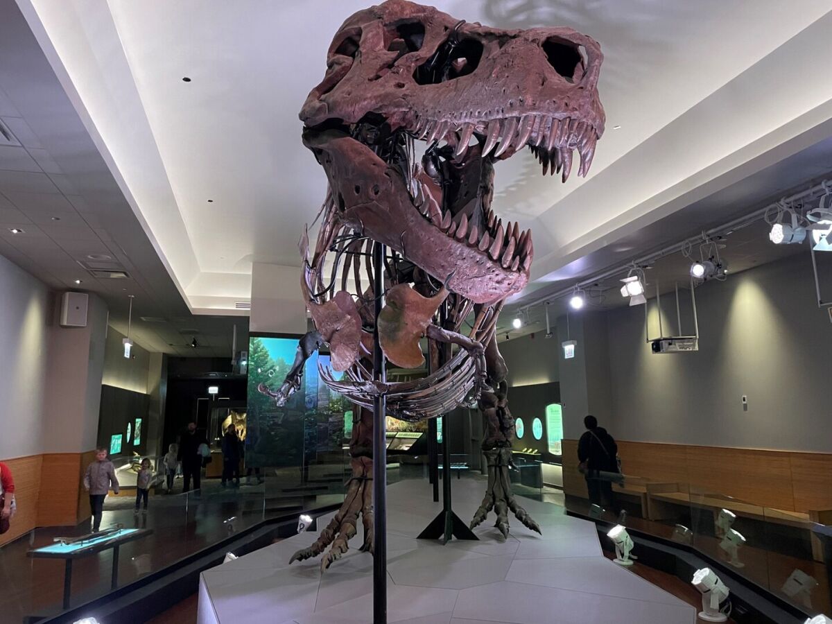 Novo estudo mostra como eram lábios e dentes do Tiranossauro Rex, Ciência