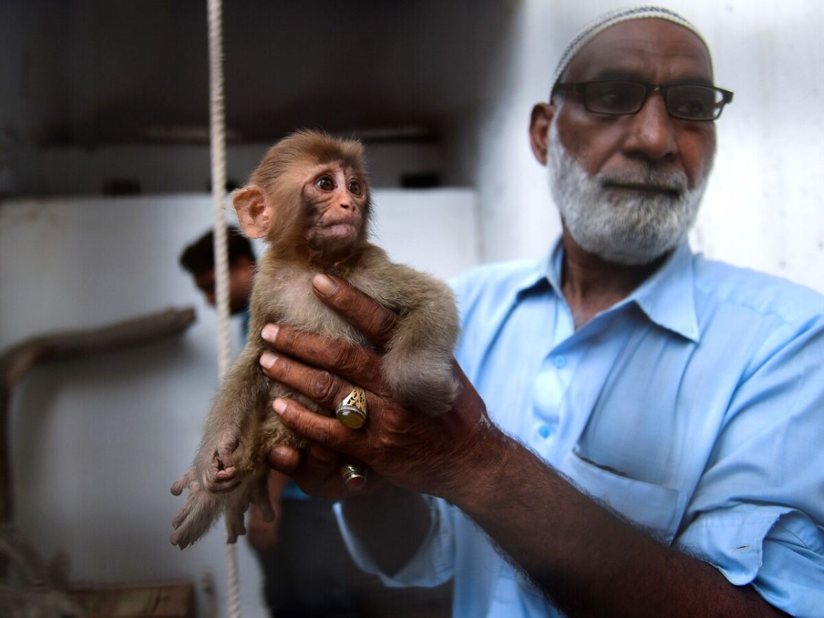 É permitido ter um macaco como animal de estimação?