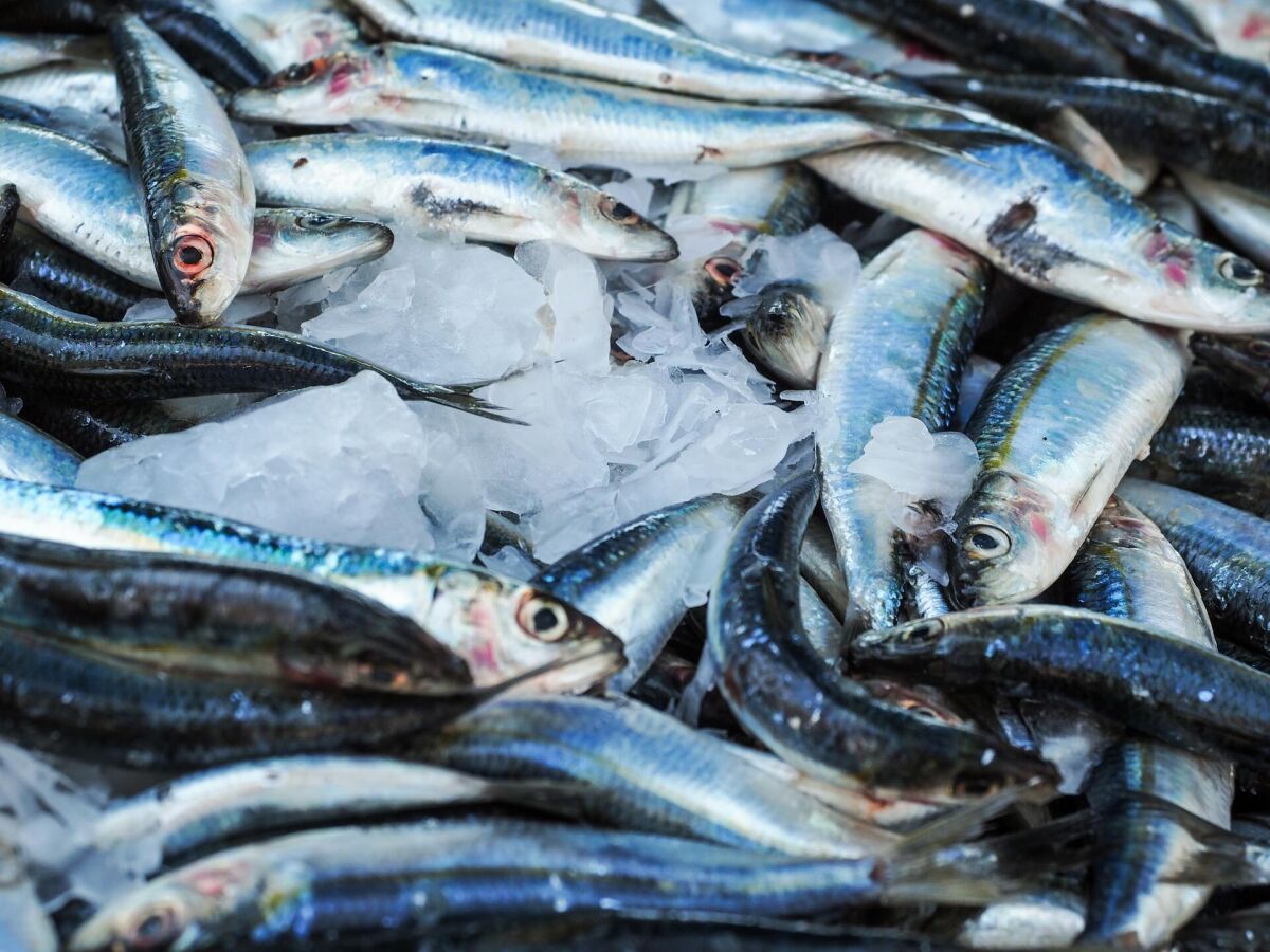 Mulher morre após comer sardinhas mal conservadas em restaurante na França