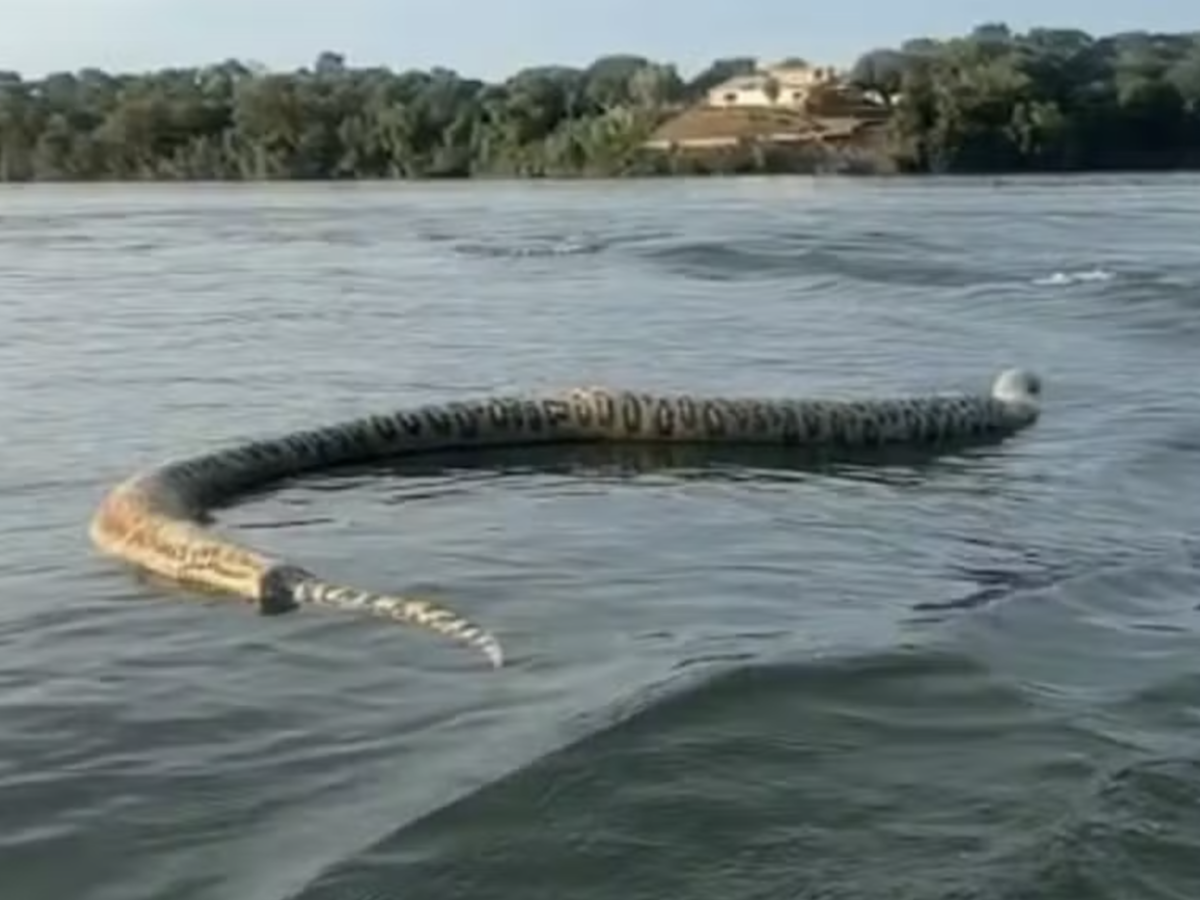 Sucuri foi encontrada já morta e boiando no lago