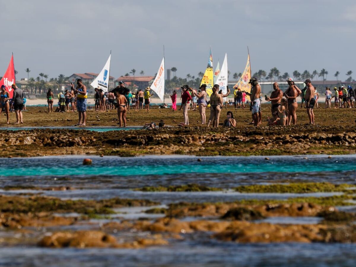 Em Porto de Galinhas, o turismo regenerativo é o foco da Biofábrica de Corais, startup de restauração de ecossistemas