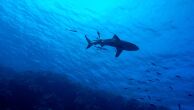 Tubarões estão desaparecendo e fenômeno deixará 'enorme buraco' nos oceanos, diz relatório