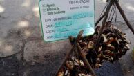 Prefeitura do Ipojuca reforça fiscalização no período de reprodução do Caranguejo-uçá