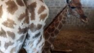 Servidor que acusou perseguição de Ibama após caso das girafas importadas recupera cargo na justiça