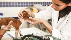 PCR abre nesta segunda-feira inscrição para seleção de veterinários