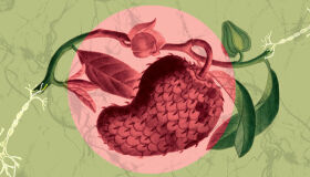 E descobriram a graviola