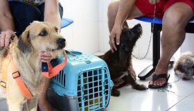 Prefeitura do Recife divulga resultado preliminar da seleção de veterinários