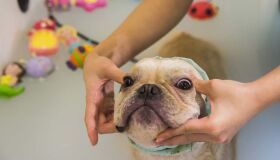 Especialista calcula que criar um cachorro pode custar o valor de um carro