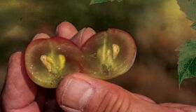 A origem das uvas (1)