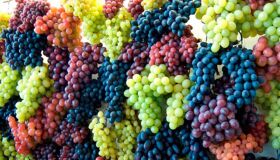 A origem das uvas (2)