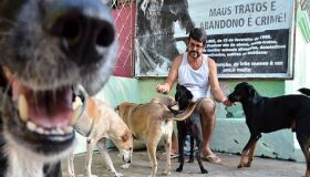 Fundo Estadual do Meio Ambiente também pode ser aplicado para a causa animal em Pernambuco
