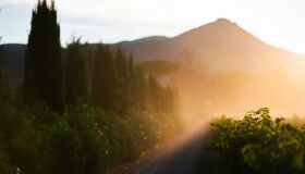 Le Macchiole em Bolgheri