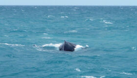Jalapão: como ir e o que ver neste exótico destino do Brasil