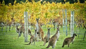 Mapa do vinho: Austrália outra vez (1)