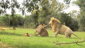 Safári na África: como ir, o que fazer e o que ver nesta aventura!