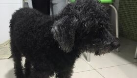 Após pular em canal, cão é resgatado em Boa Viagem e tenta encontrar os tutores