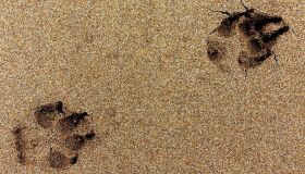 É preciso reconhecer, respeitar e falar sobre o luto pela perda de um pet