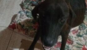 Resgatada após quase ser submetida à eutanásia, cadela precisa de ajuda para tratamento