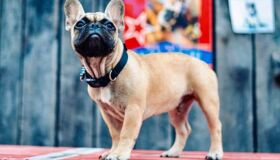 Nos EUA, vilarejo elege buldogue francês como novo prefeito