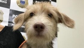 Autor de maus-tratos contra cadela em Ipojuca responderá pelo crime em liberdade