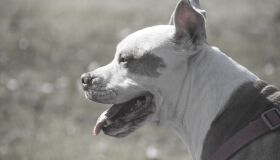 De cães-babás a escanteados pela sociedade, conheça a história dos pit bulls