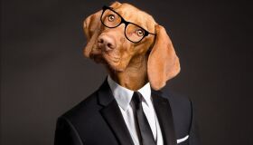 Conheça as propostas dos candidatos à Prefeitura do Recife para a causa animal