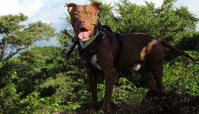 Ativistas se unem para discutir aplicação de lei contra pit bulls no Jaboatão dos Guararapes