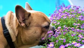 Plantas podem significar risco para os pets; saiba quais espécies merecem atenção