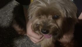 Família encontra yorkshire levado em carro durante assalto no Recife