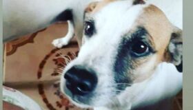 Há dois meses, família faz buscas por cadela que fugiu após alvorada de fogos