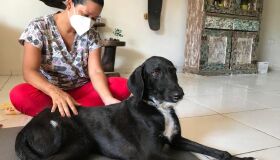 Ozonioterapia é uma aliada valiosa em tratamentos veterinários